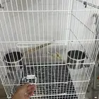 قفص مكاو كبير