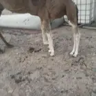 خلفه