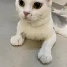 قط اليف للتبني