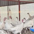 دجاج رومي