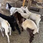 رخله