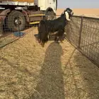 البيع معزه عوارض مراح صنف والصنف