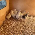 صوص براهما 8 ريال