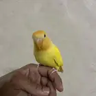 روز اليف مره ومافيه عض أبدا ويقبل المسح