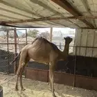 قعود
