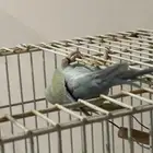 دره هولندي اليف متكلم