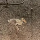 بطه