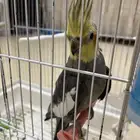 كروان ذكر