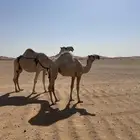 للبيع عشرا طيبه