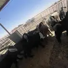 تيوس جفار بلدي وشي كفو