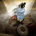 دجاج