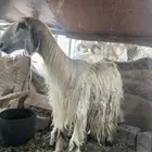 شاه نجديه متبع كفو