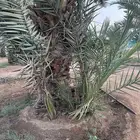 بقعاء