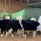 طليان نجد
