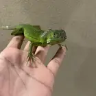 فروخ أغوانا