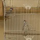 جوز جاوا سلفر