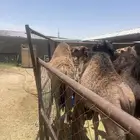 محطة ابن نمشه طريق الا زمه احد رفيده حشوان للبيع