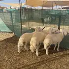 طليان حرية وتيوس ذبيحتك لباب البيت بسعر طيب