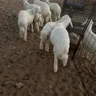 خرفان للبيع