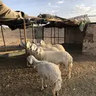 حرش للبيع مقرعات على خروف طيب