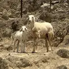 نعجه للبيع