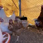 لوهمان براون بياض