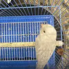 كناري شمال الرياض