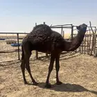 للبيع قعود