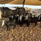 للبيع اجفرات عوارض
