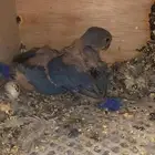 فروخ روز تحت الاهل