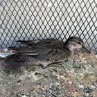 بط نحم اصل فصل