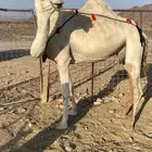 خلفه وضحاء مزيونه ومجموع باللبن ب 11700 يبلاش
