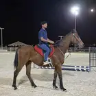 حصان انجليزي ركوب أطفال هادي جدا