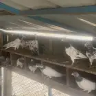 35 زوج حمام باكستاني