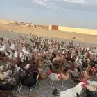 دجاج بشاير ع وشك الانتاج