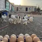 دجاج براهما مستوى تب واحجام