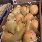 مانجو يمني