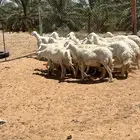 للبيع حريات والد