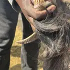 تيس ولد وعل