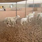 شياه حريه 5