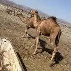بكار