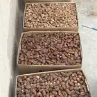 تمر سري و دقل