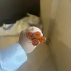 عصي المانية صب قديم ام قفلتين