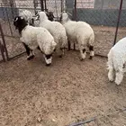 خرفان نعيم
