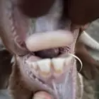 خروف ثني تممم البيع