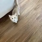 تبني