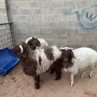 طليان نعيم لحم و شحم و طرف ناهي