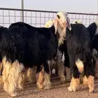 مراح جذعات نجد للبيع