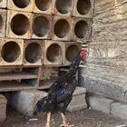 ديك باكستاني