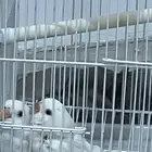 فروخ روز البينو عيون حمر (تم البيع)